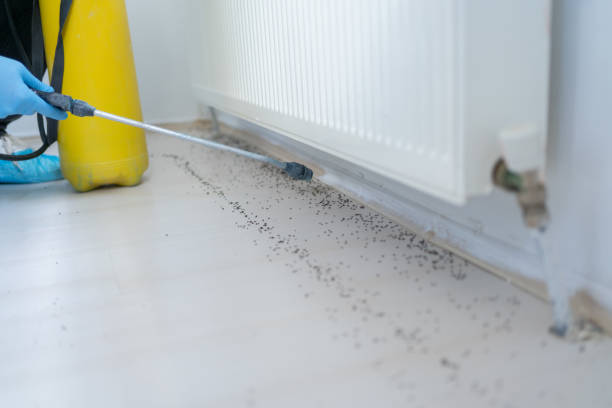 Best Local Pest Control Services  in Leisure City, FL